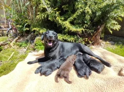 Labradorský retriever