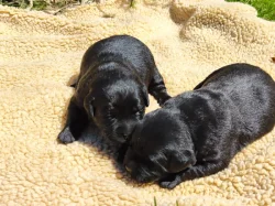 Labradorský retriever