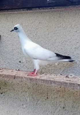 Prodám