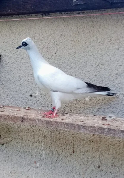 Prodám
