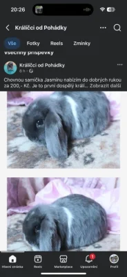 Prodám chovné beránky minilopy