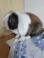 Prodám chovné beránky minilopy