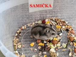 Křečík džungarský