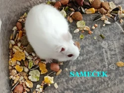 Křečík džungarský