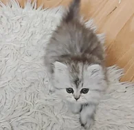 Nabízím koťata perské činčily k rezervaci