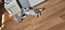 Nabízím koťata perské činčily k rezervaci