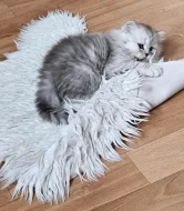 Nabízím koťata perské činčily k rezervaci