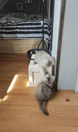 Nabízím koťata perské činčily k rezervaci