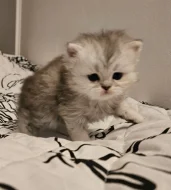 Nabízím koťata perské činčily k rezervaci