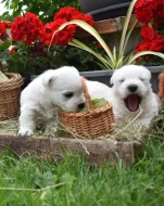 West highland white terrier - westík s PP