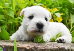 West highland white terrier - westík s PP