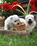 West highland white terrier - westík s PP