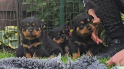 Štěňata rotvajler s PP - Rottweiler - štěně RTW