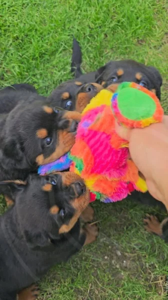 Štěňata rotvajler s PP - Rottweiler - štěně RTW