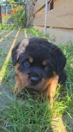 Štěňata rotvajler s PP - Rottweiler - štěně RTW