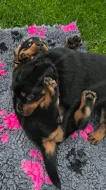 Štěňata rotvajler s PP - Rottweiler - štěně RTW