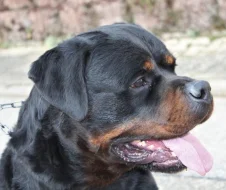Štěňata rotvajler s PP - Rottweiler - štěně RTW