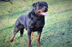 Štěňata rotvajler s PP - Rottweiler - štěně RTW