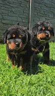 Štěňata rotvajler s PP - Rottweiler - štěně RTW