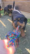 Štěňata rotvajler s PP - Rottweiler - štěně RTW