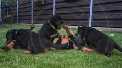Štěňata rotvajler s PP - Rottweiler - štěně RTW