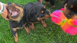 Štěňata rotvajler s PP - Rottweiler - štěně RTW