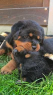 Štěňata rotvajler s PP - Rottweiler - štěně RTW