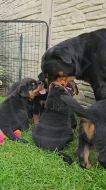 Štěňata rotvajler s PP - Rottweiler - štěně RTW