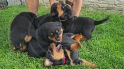 Štěňata rotvajler s PP - Rottweiler - štěně RTW