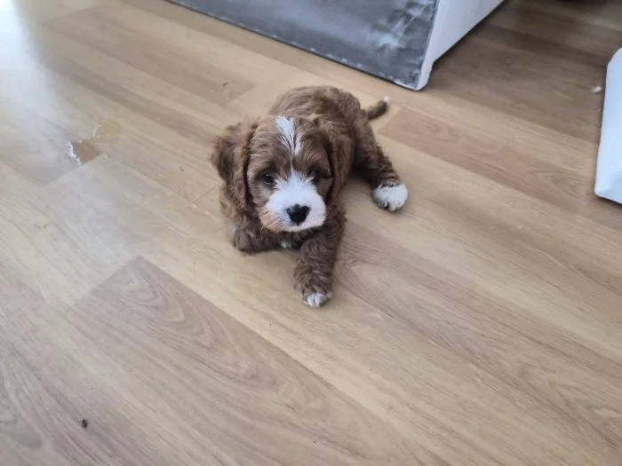 Cavapoo