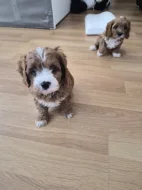 Cavapoo