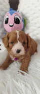 Cavapoo