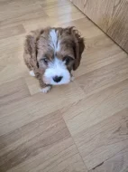 Cavapoo