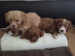 Cavapoo