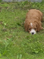 Cavapoo