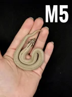 Heterodon Nosatý