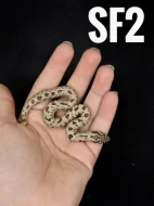 Heterodon Nosatý