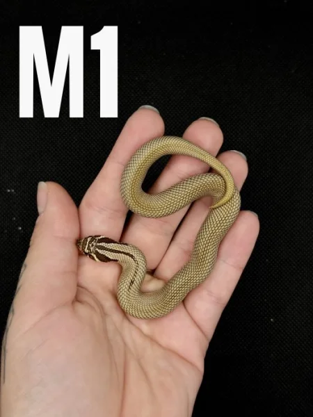 Heterodon Nosatý