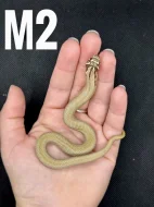 Heterodon Nosatý