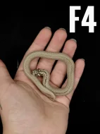 Heterodon Nosatý