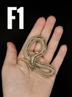 Heterodon Nosatý