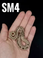 Heterodon Nosatý