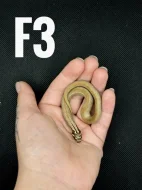 Heterodon Nosatý