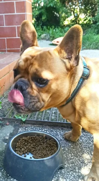 Prodám Ffrancouzského buldočka