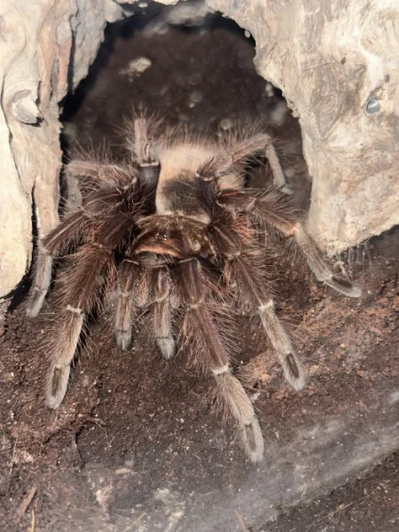 Teraphosa Aphophysis