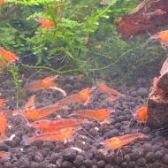 Akvarijní krevetky