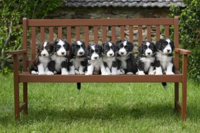 Bearded collie s PP