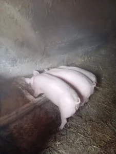 Prodám vykrmená prasata