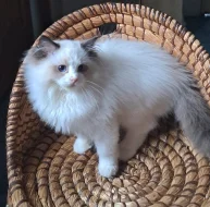 Koťátka Ragdoll s PP