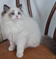 Koťátka Ragdoll s PP